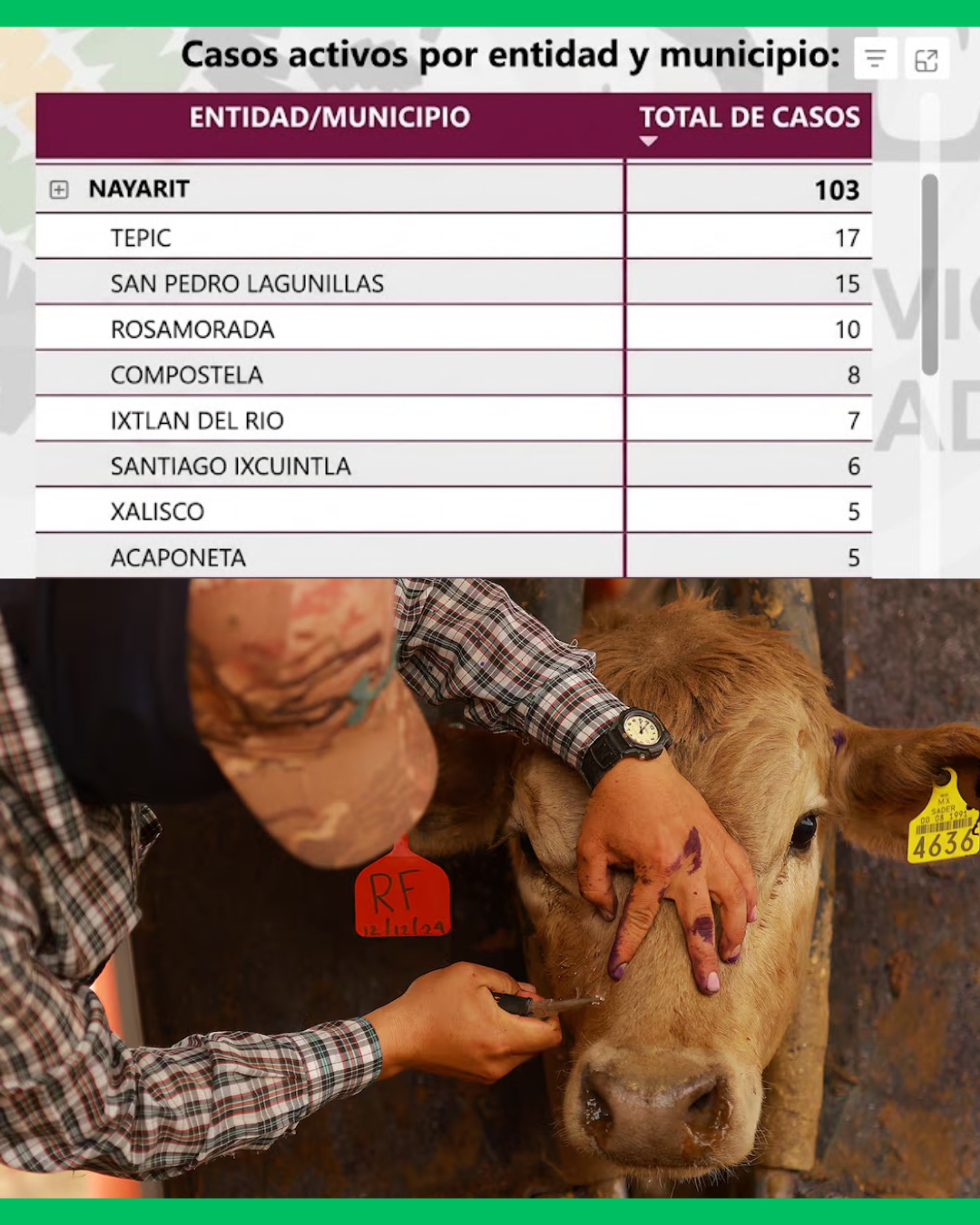 🚨🐄 ¡NAYARIT YA SUMA 370 CASOS DE GUSANO BARRENADOR Y 103 SIGUEN ACTIVOS!
