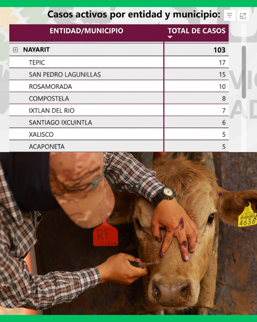 🚨🐄 ¡NAYARIT YA SUMA 370 CASOS DE GUSANO BARRENADOR Y 103 SIGUEN ACTIVOS!