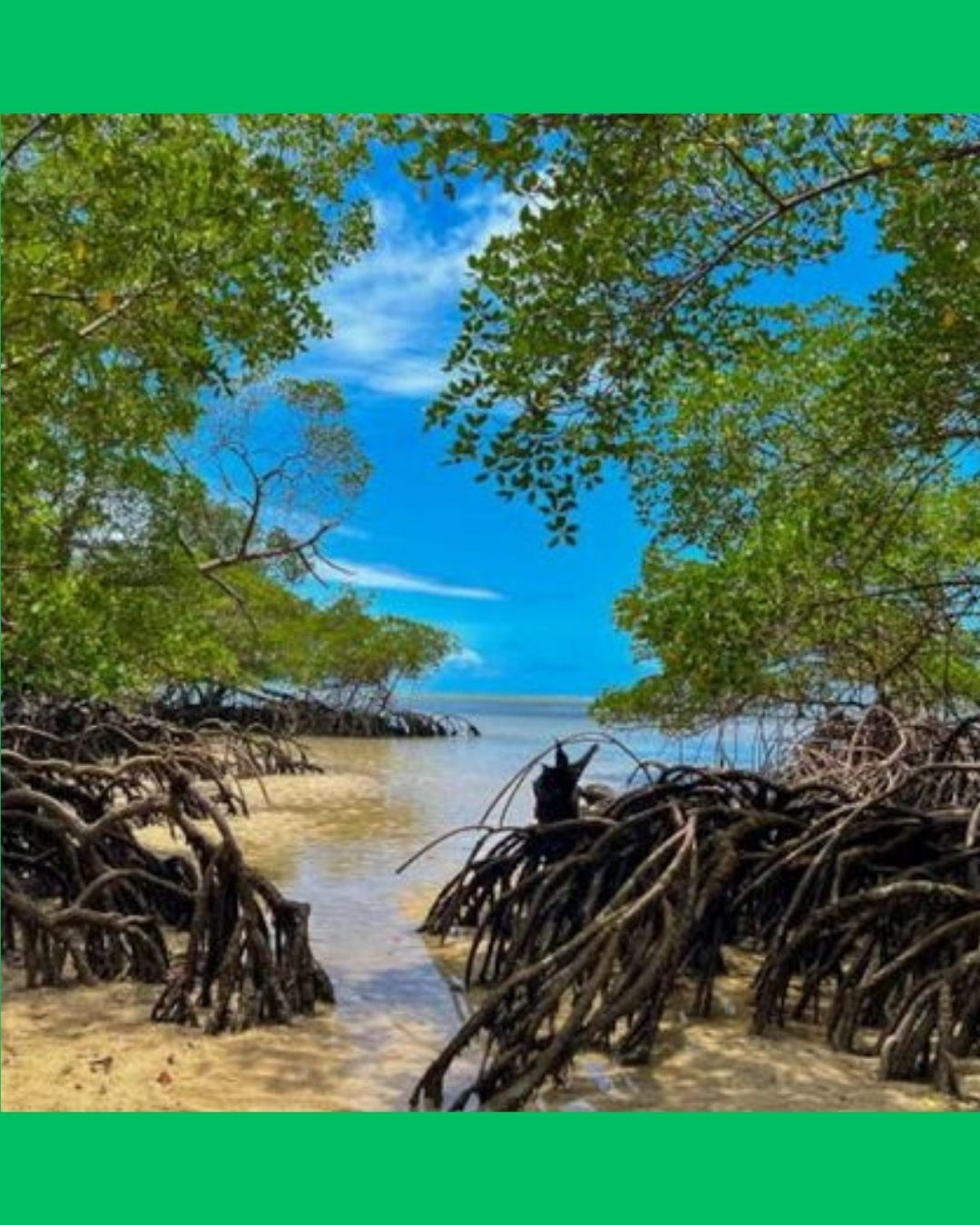 🚨 DERRIBAN MANGLE EN SAN BLAS; PROFEPA PRESENTA DENUNCIA PENAL