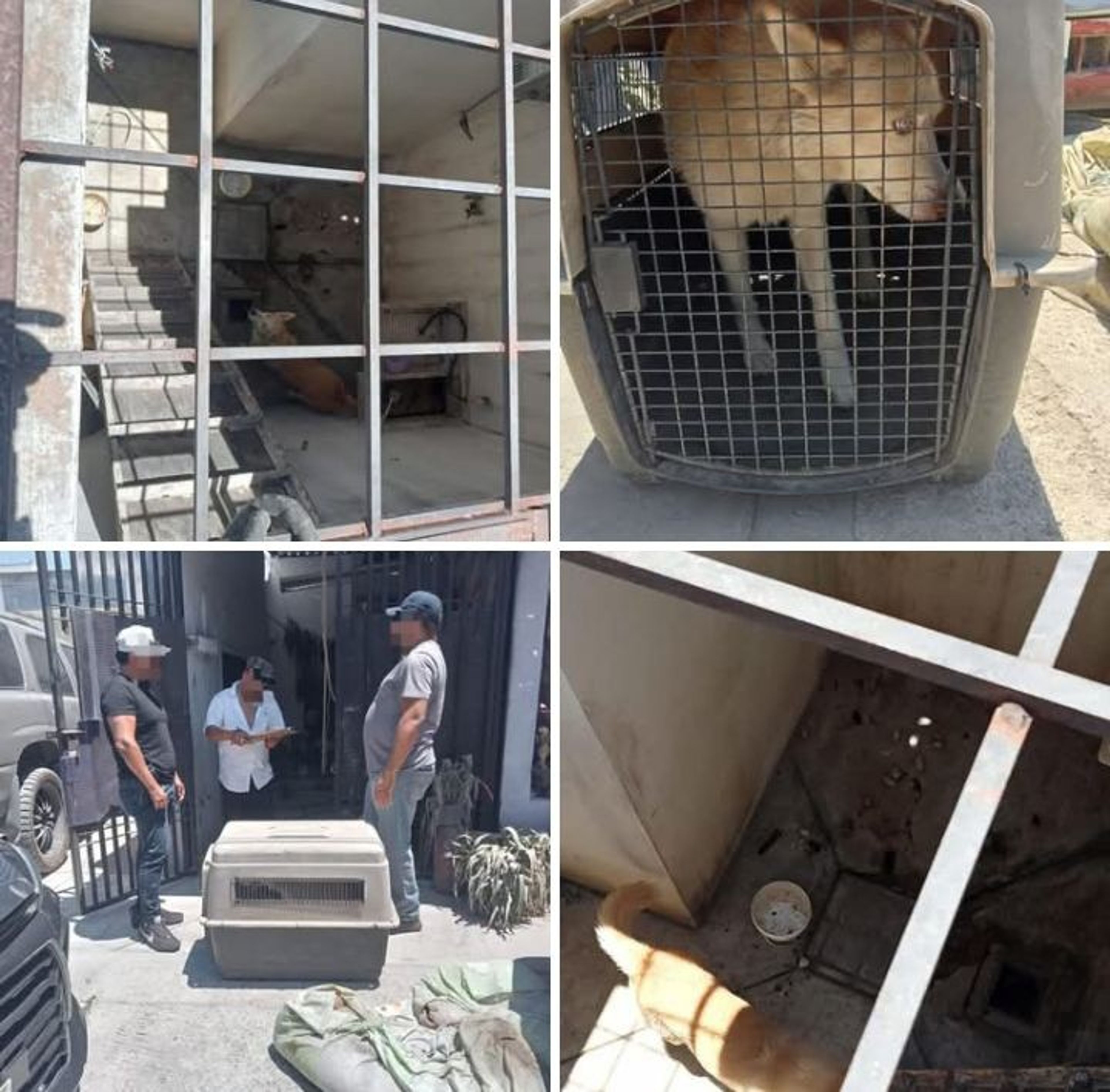 🐕 RESCATAN A PERRITA HUSKY PRESUNTAMENTE MALTRATADA EN MONTECARLO
