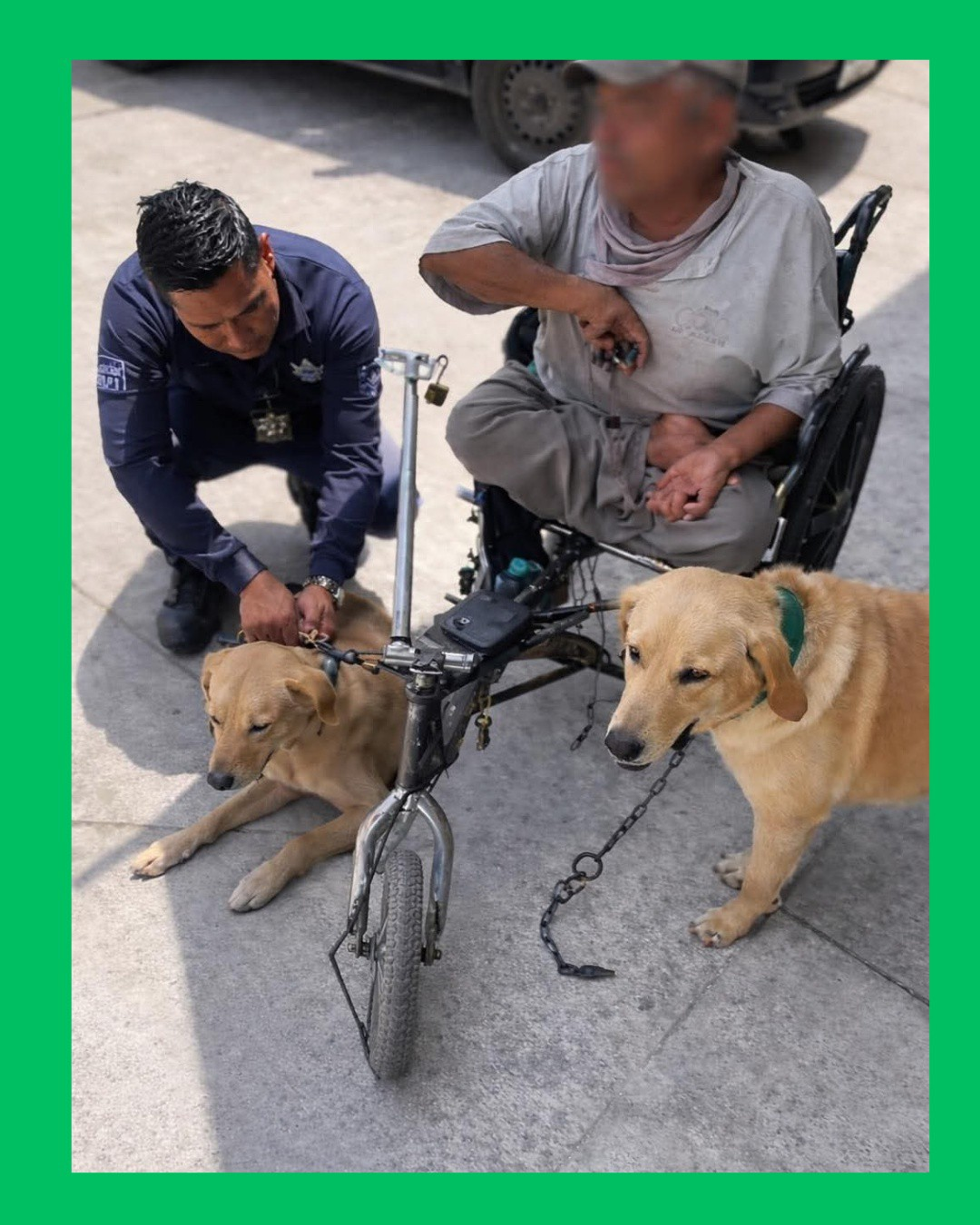 RETIRAN PERROS QUE ERAN USADOS PARA JALAR SILLA DE RUEDAS