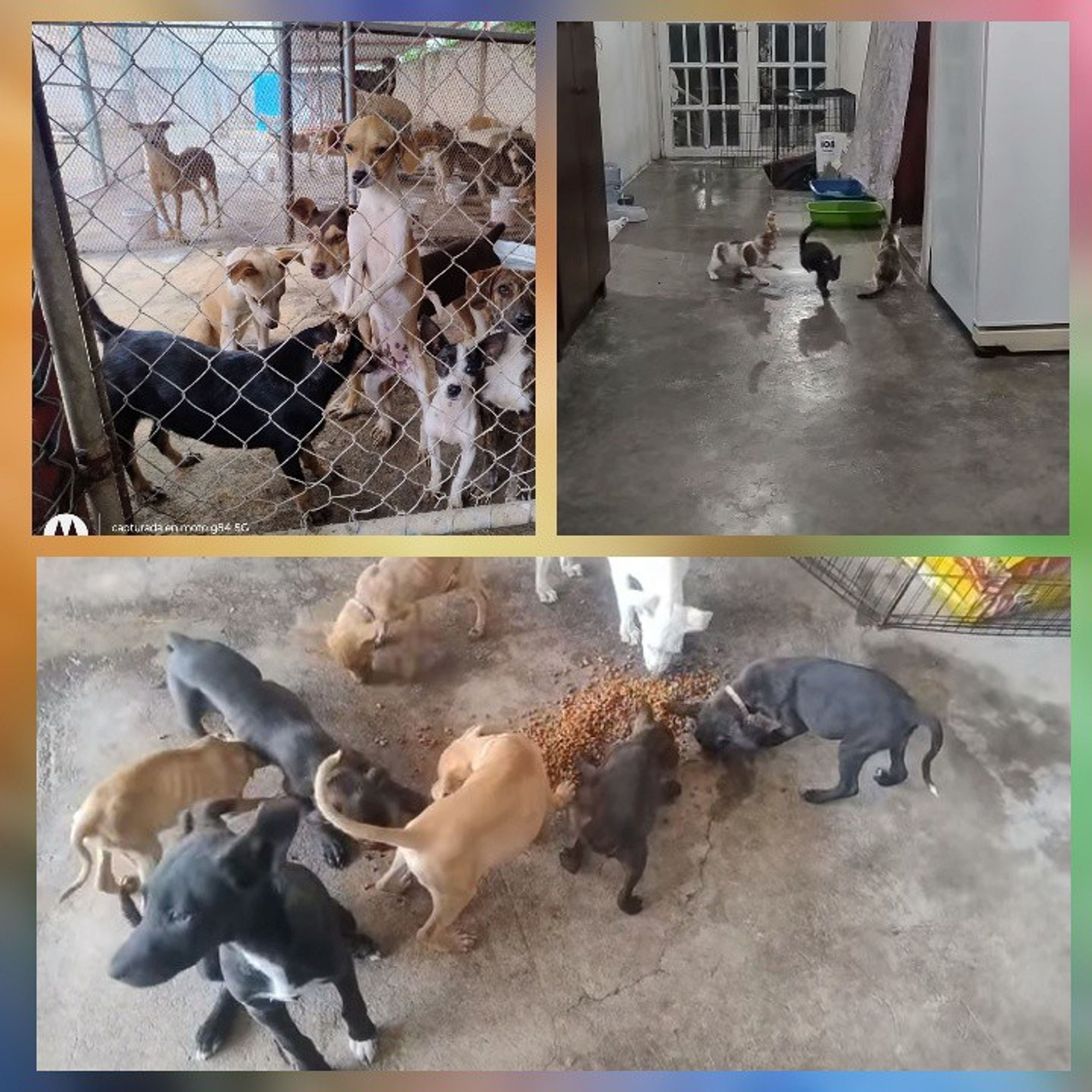 REFUGIO PULGUITAS CERRARÁ SUS PUERTAS Y BUSCA HOGAR PARA 87 ANIMALITOS