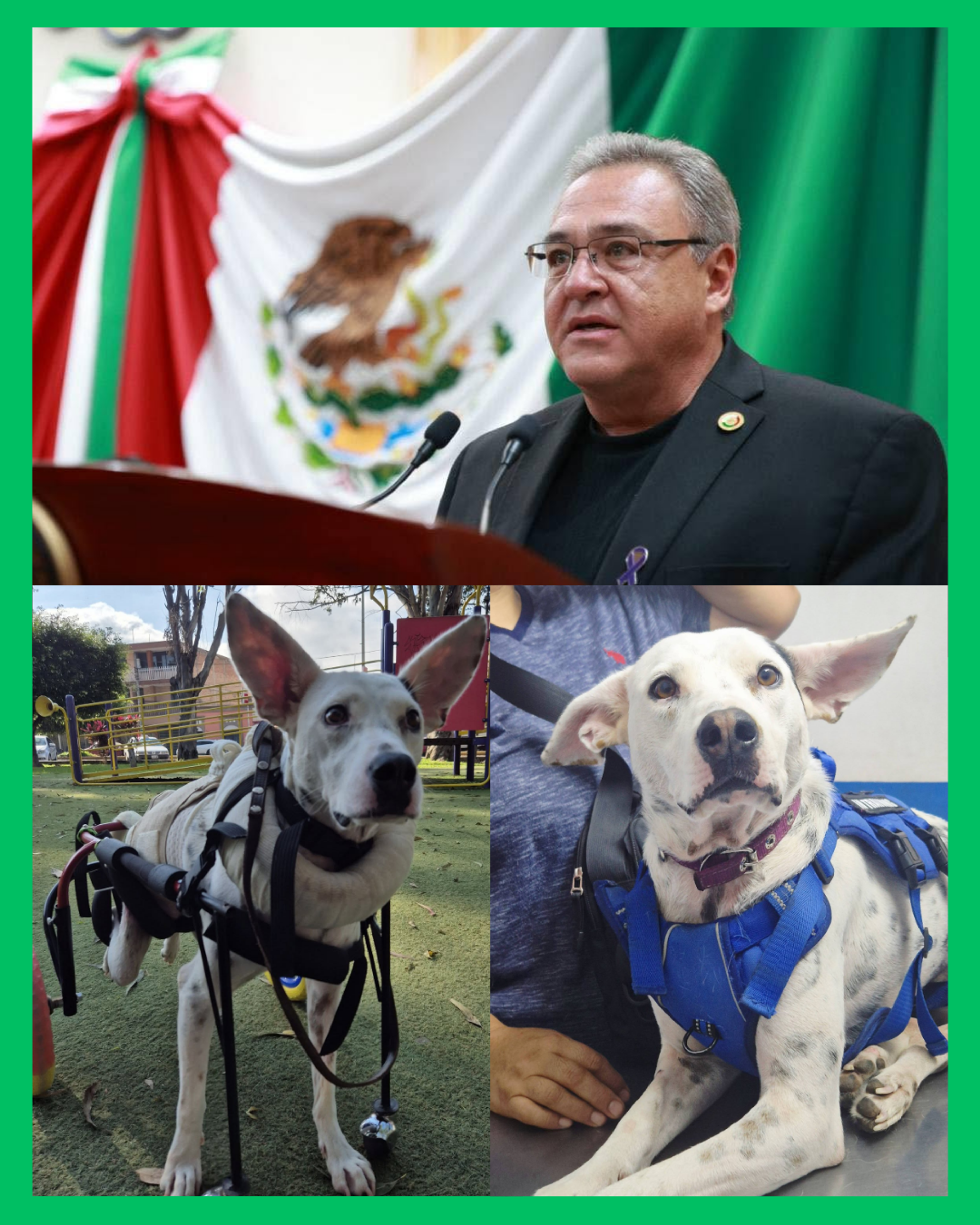 ¡DIPUTADO DE NAYARIT BUSCA ENDURECER LAS PENAS POR M4LTRATO ANIMAL, TRAS EL CASO DE "VAQUITA"! ⚖️ 🐾