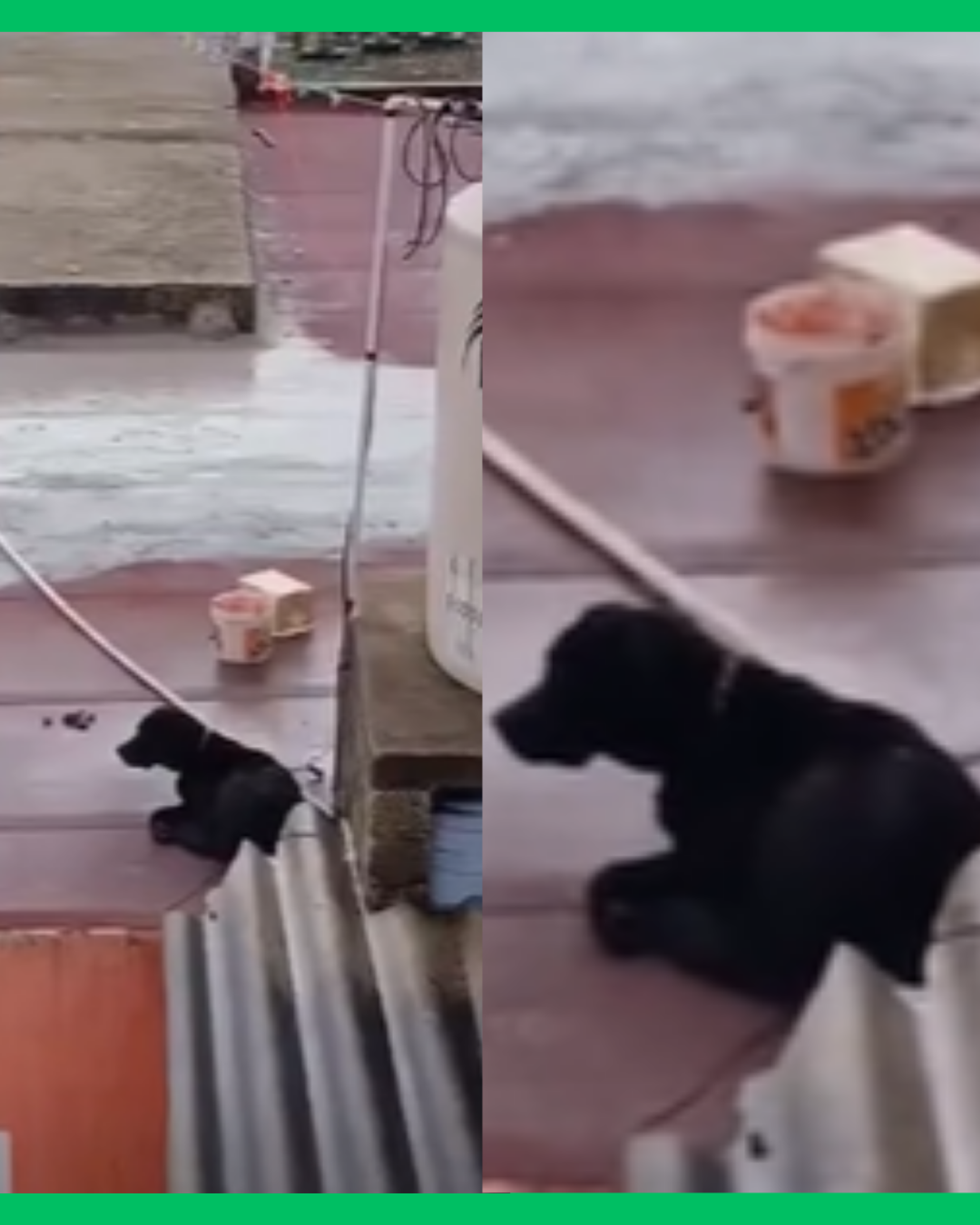 ¡BAJO LA LLUVIA Y ENCADENADO! VIDEO DE PERRITO GENERA INDIGNACIÓN EN NAYARIT