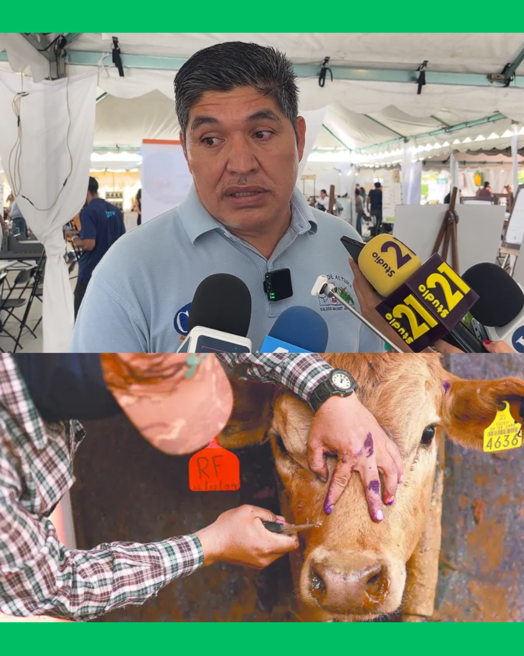 ¡ALERTA EN NAYARIT! SIGUEN AUMENTANDO LOS CASOS DE GUSANO BARRENADOR EN EL GANADO