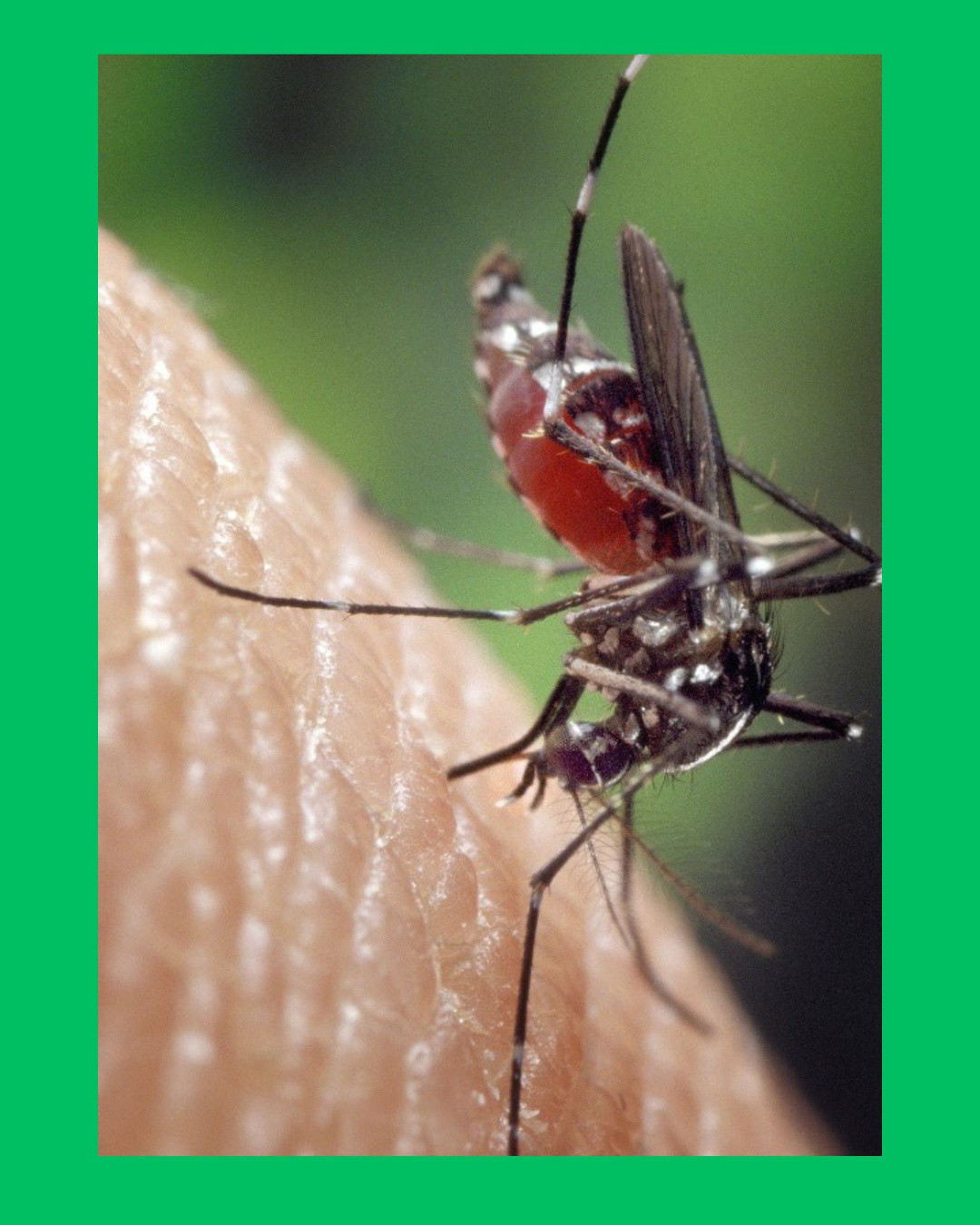 DENGUE EN FOCO ROJO: TEPIC, XALISCO Y COMPOSTELA CONCENTRAN CONTAGIOS