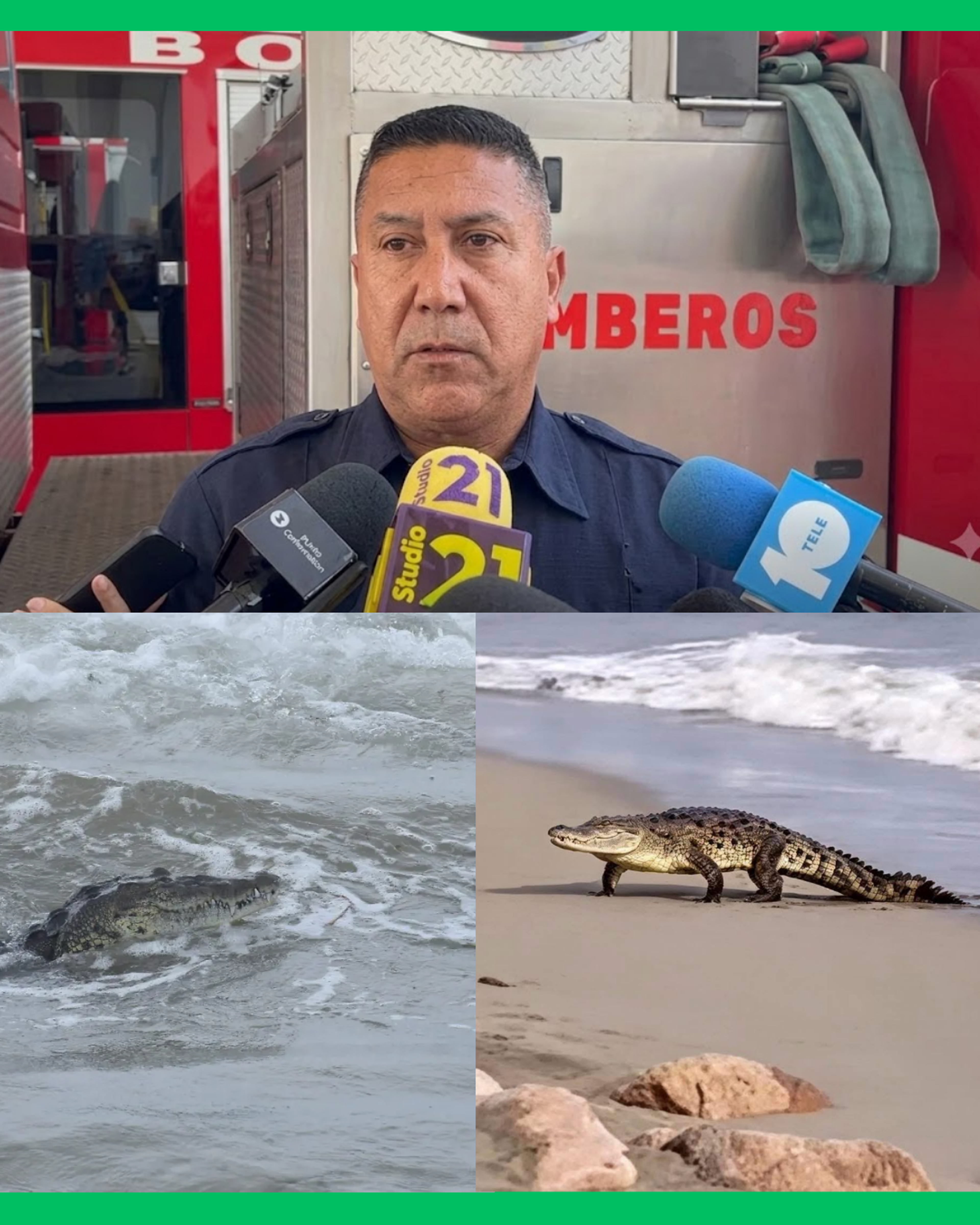 🚨🐊 ¡PREOCUPA LA PRESENCIA DE COCODRILOS EN PLAYAS NAYARITAS!