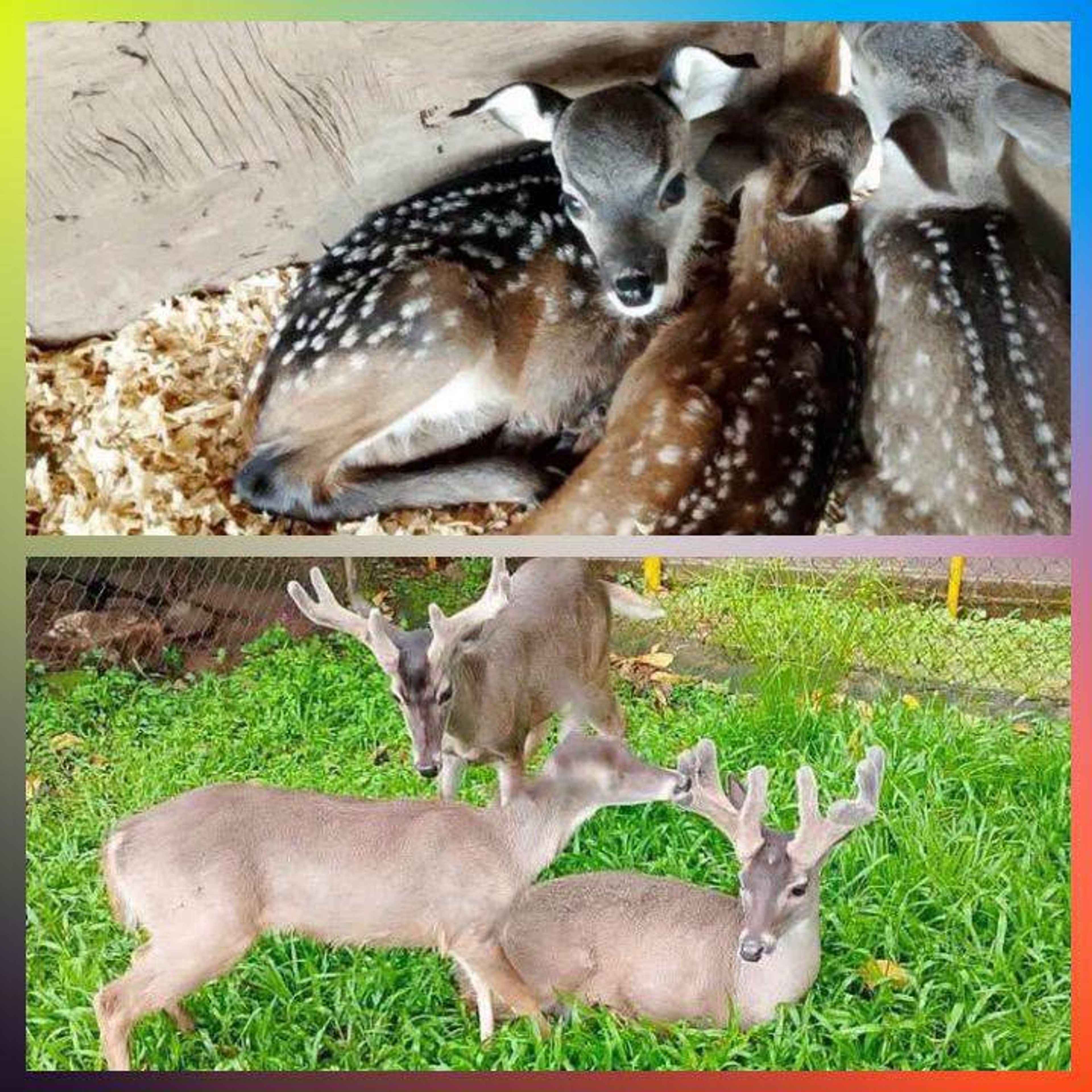 🥹🦌 ¡BUENAS NOTICIAS PARA LA FAUNA! NACEN NUEVE VENADITOS EN EL PARQUE ECOLÓGICO TACHI’Í DE TEPIC
