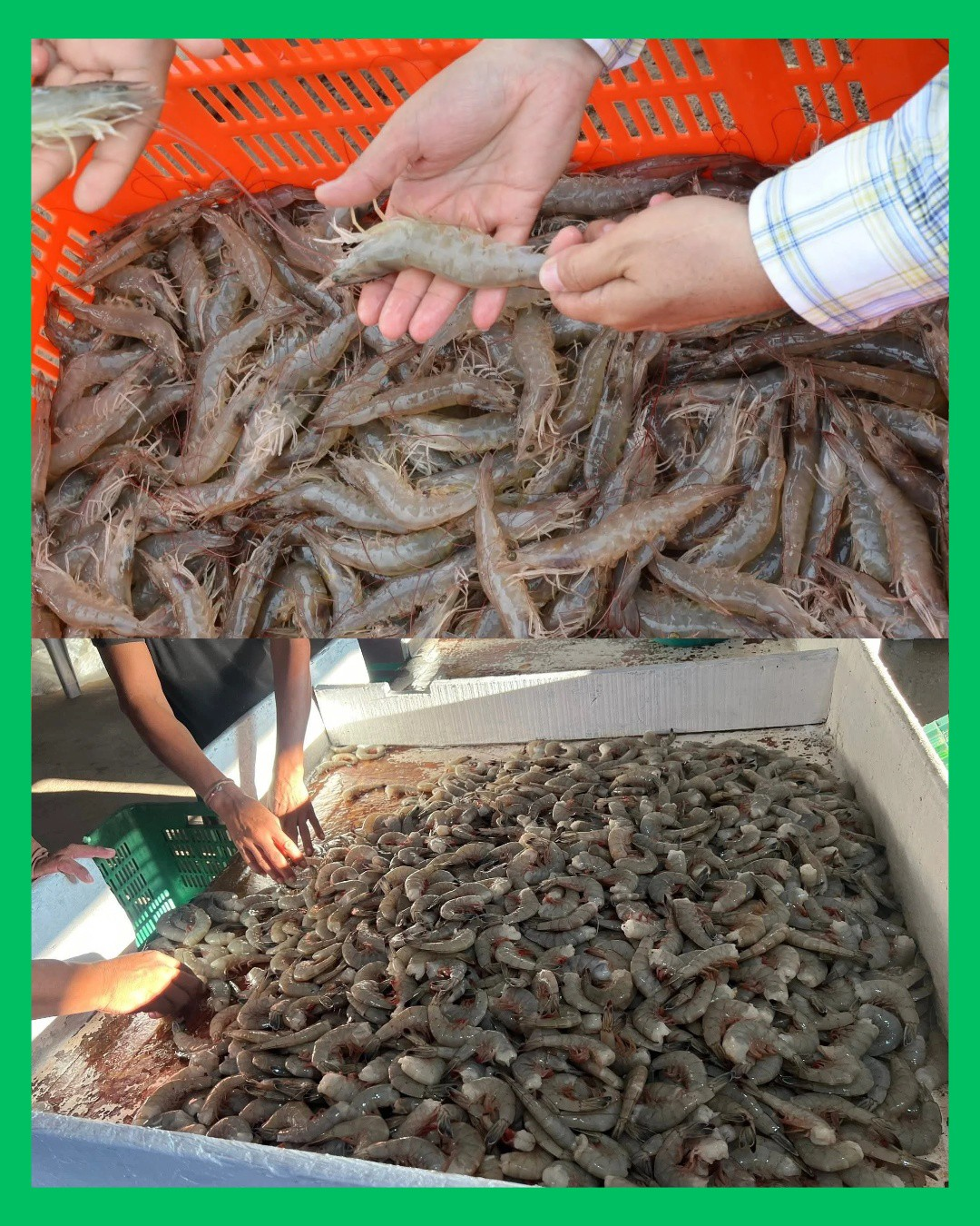 ZAFRA EN PICADA: SAQUEO HUNDE LA PESCA DE CAMARÓN EN NAYARIT 🦐🔴