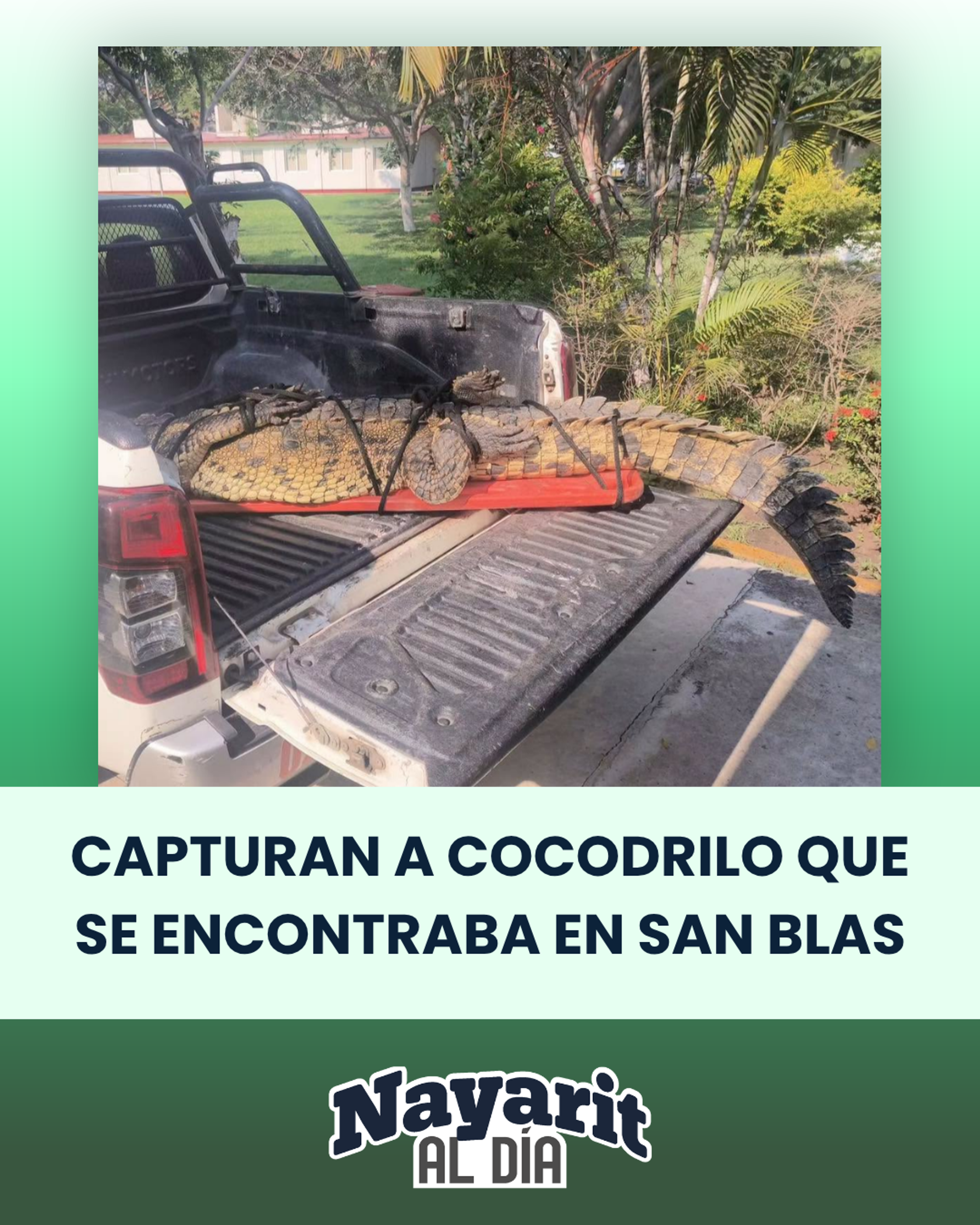 CAPTURAN A COCODRILO QUE SE ENCONTRABA CERCA DE ZONA DE PLAYA EN SAN BLAS