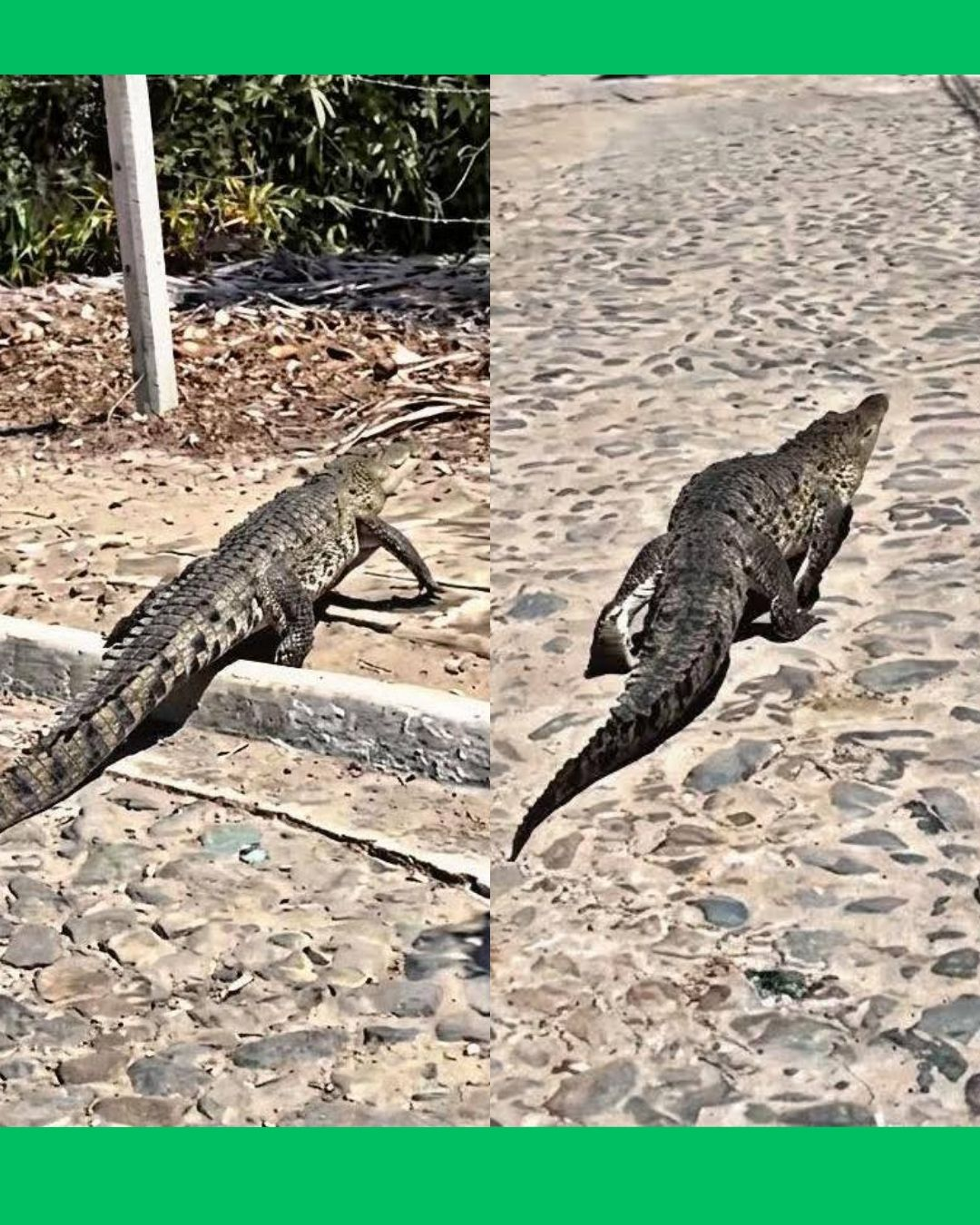 🚨🐊¡ALERTA EN GUAYABITOS! COCODRILO APARECE EN CALLES DE ZONA RESIDENCIAL