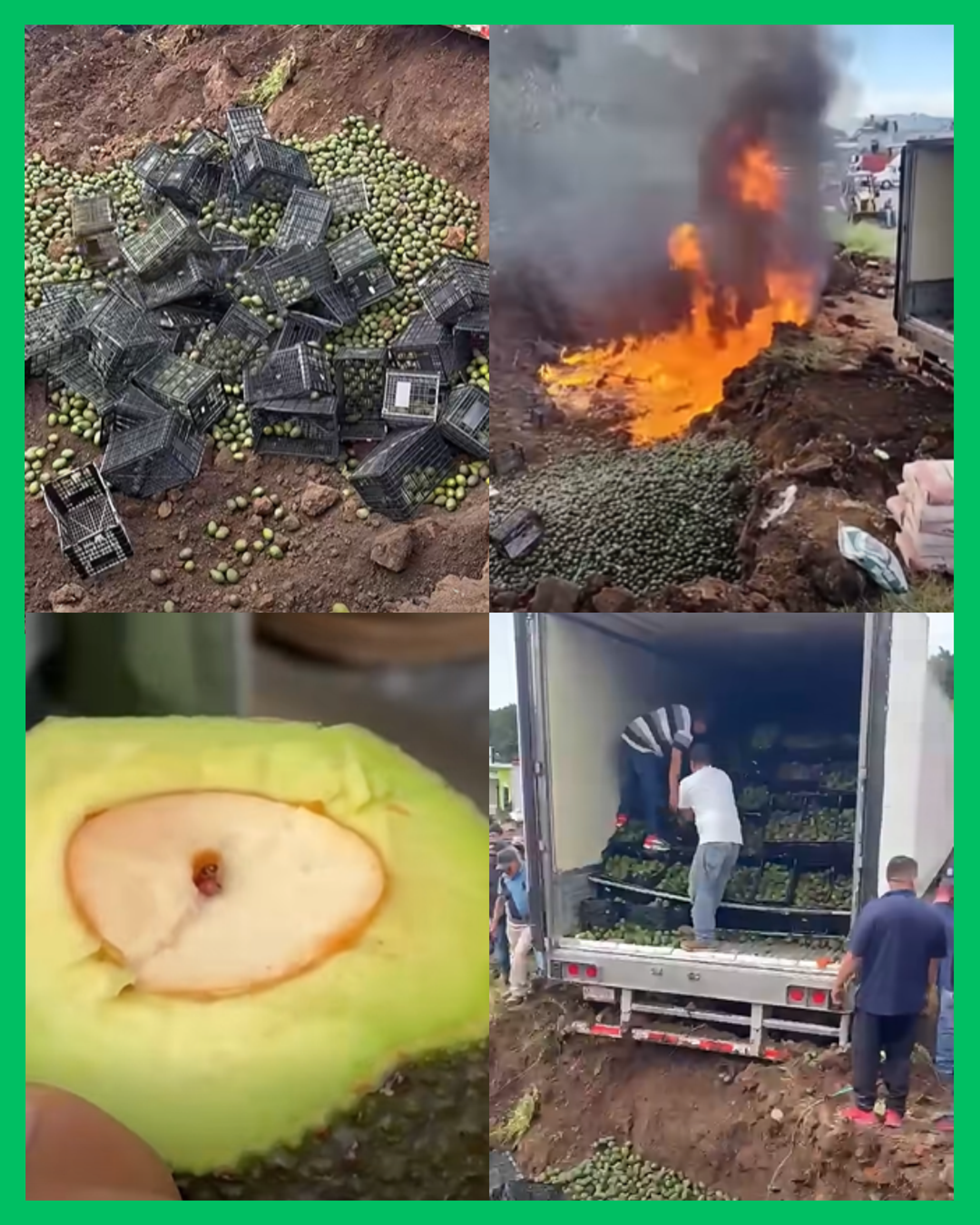 DESTRUYEN CARGAMENTO DE 52 TONELADAS DE AGUACATE DE NAYARIT POR GUSANO BARRENADOR