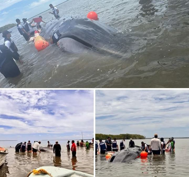 CONTINÚA OPERATIVO PARA RESCATAR A BALLENA VARADA EN SANTIAGO
