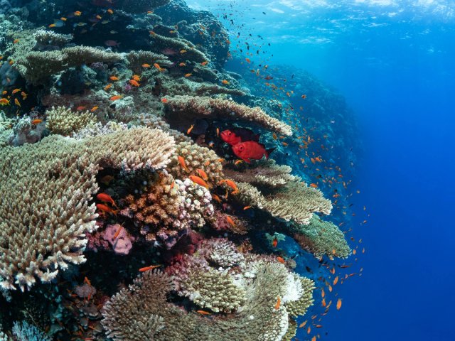 Science That Protects and Restores | REV Ocean