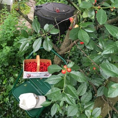 Basket of cherries under the tree