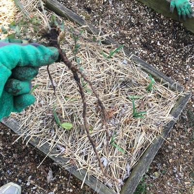 Garden-gloved hand holds up intact weed