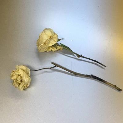 Two withered roses with thorny stems.