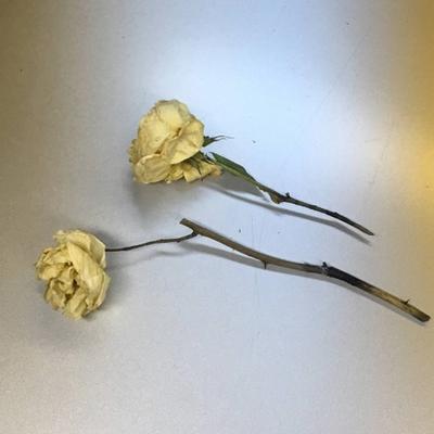 Two withered roses with thorny stems.