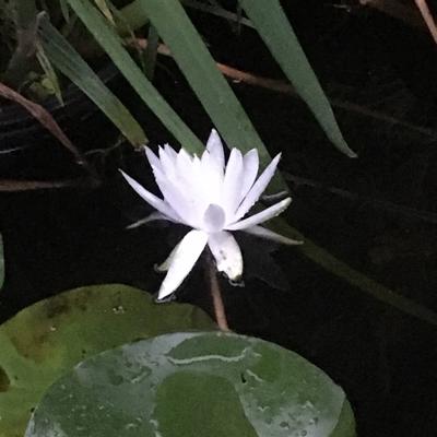 White water lily rises above dark water 