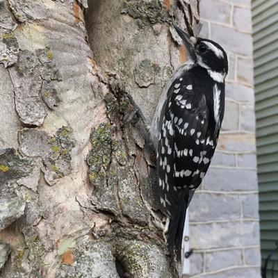 Bird rests on a tree trunk.