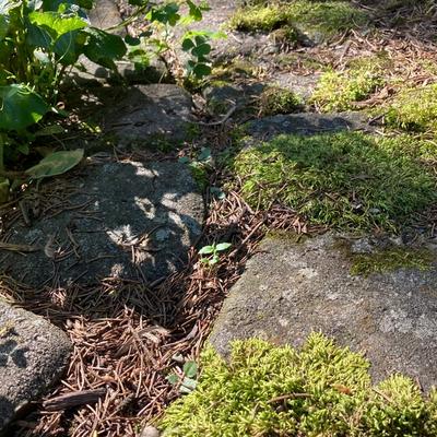 tiny sprout between pavers