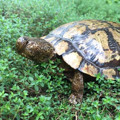 Turtle rests on grass.