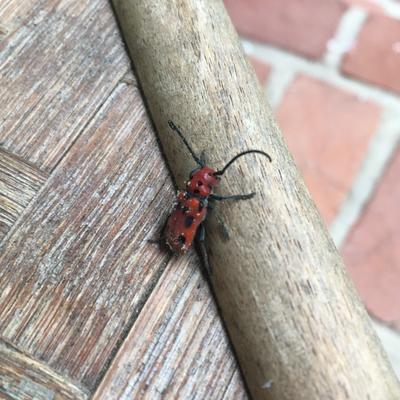 Red insect crawls on wood