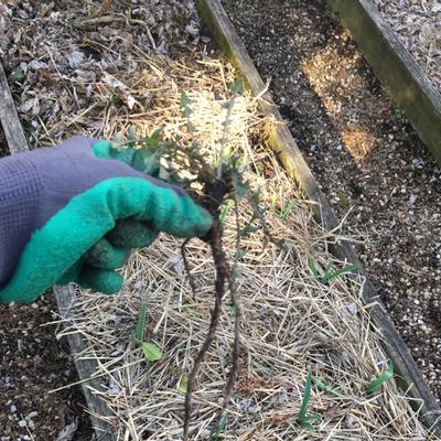 Gardening glove holds weed.