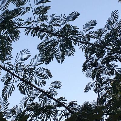 Leafy branches show black against a pale blue sky.