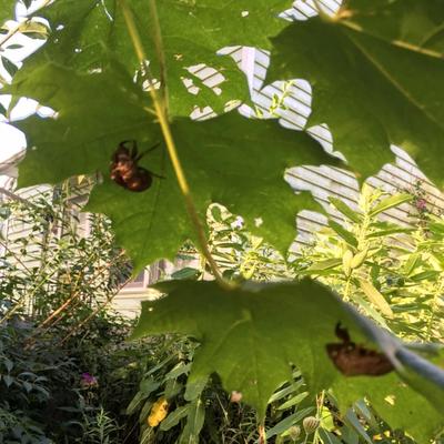 Close up of maple leaves with cicada shells under them