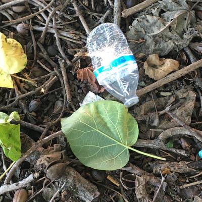 Dropped leaves and a plastic water bottle rest on twigs and seedpods