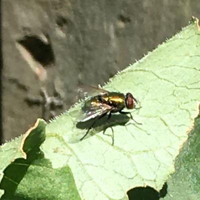 Close-up of fly on leaf