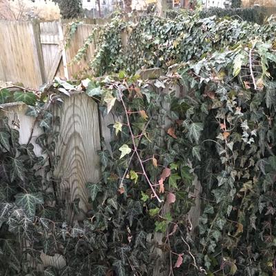 ivy covers fences