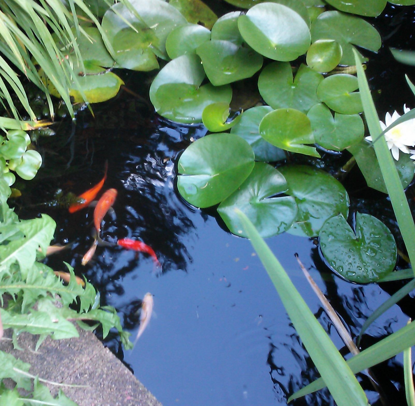 Goldfish swim in dark water with lily pads.