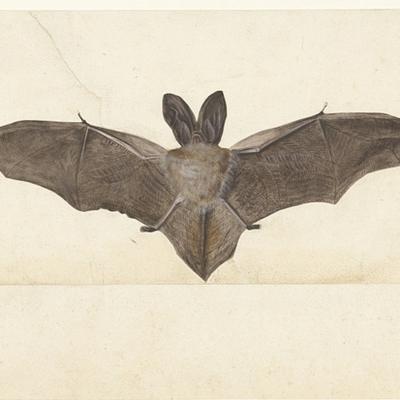 bat