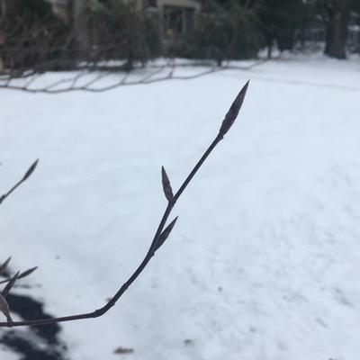 Beech buds over snow