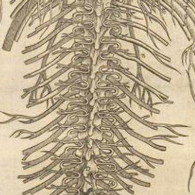 drawing of a human spine