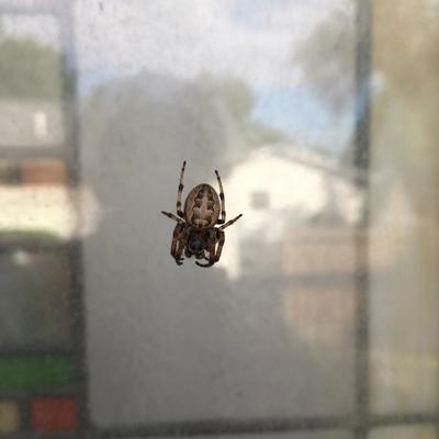 Spider on a screen