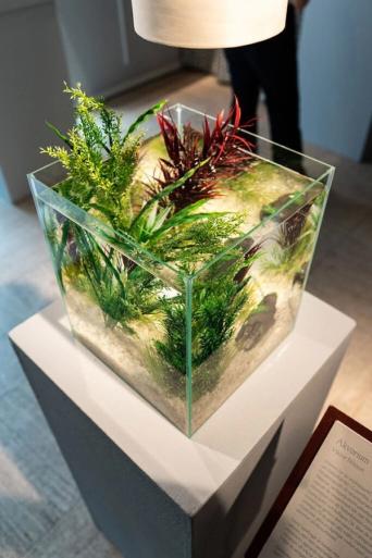Närbild på ett kubformat akvarium med gröna och röda vattenväxter på ett vitt podium, under en lampa.