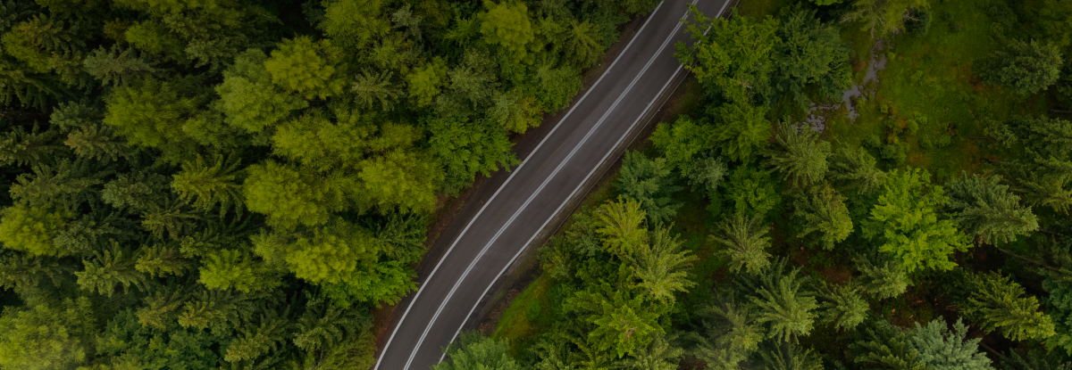 Open road in a forest