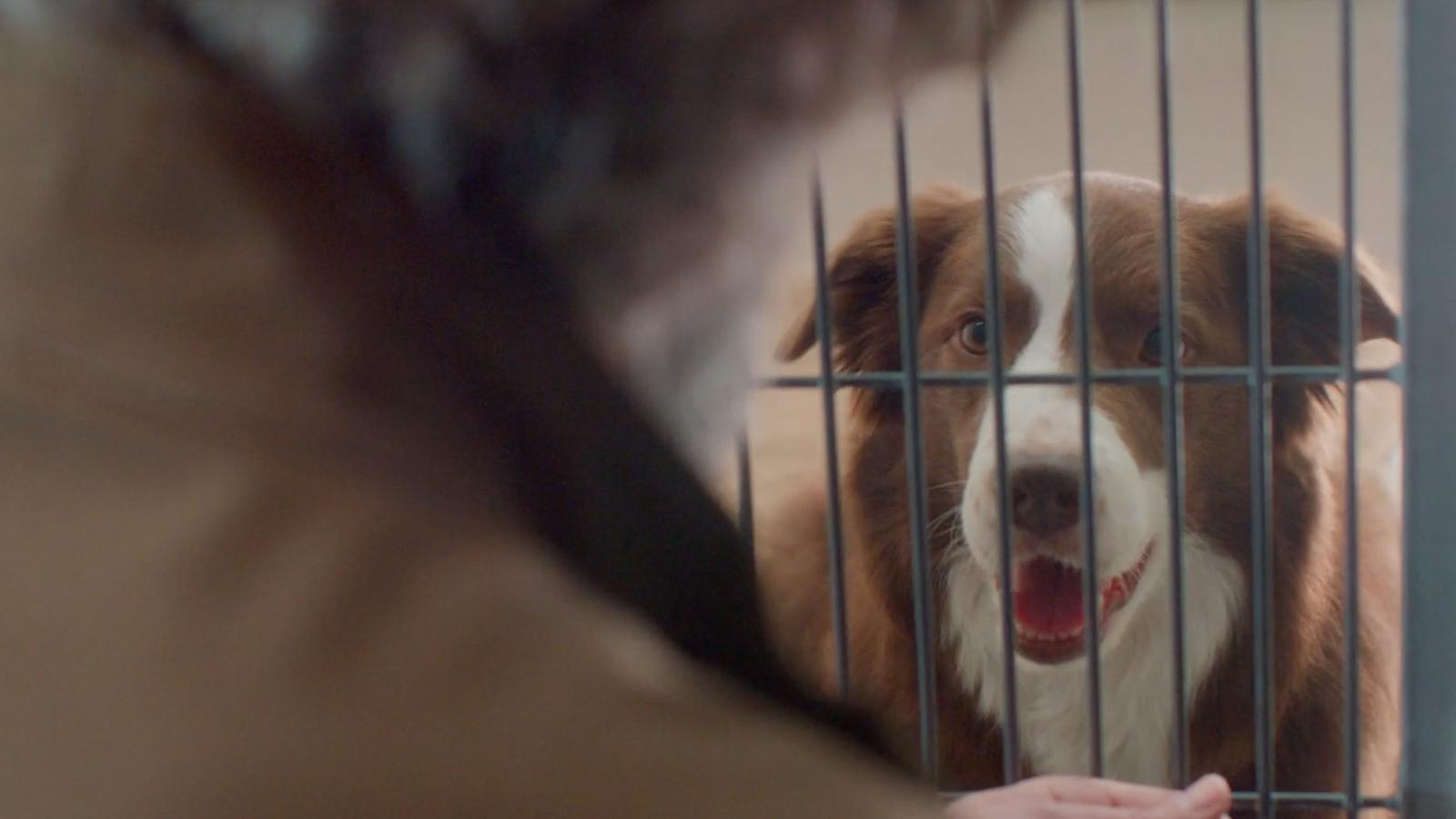 Still shot from the Priority Automotive - Animal Rescue commercial