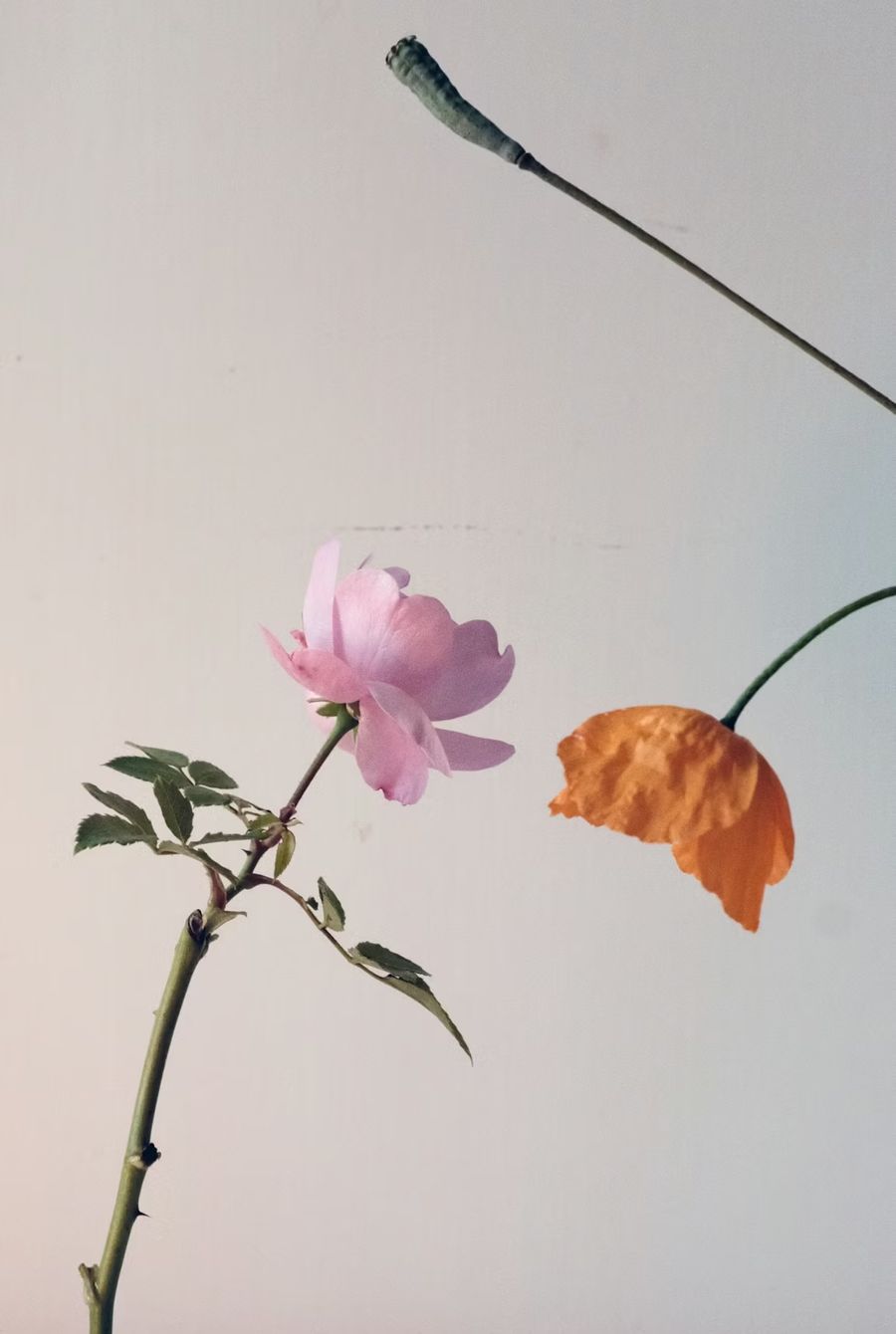 Flower study