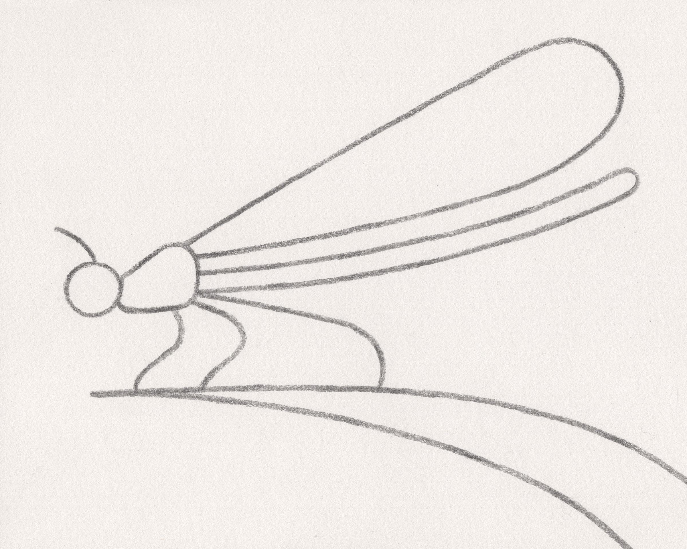 Nature drawings (Personal work)