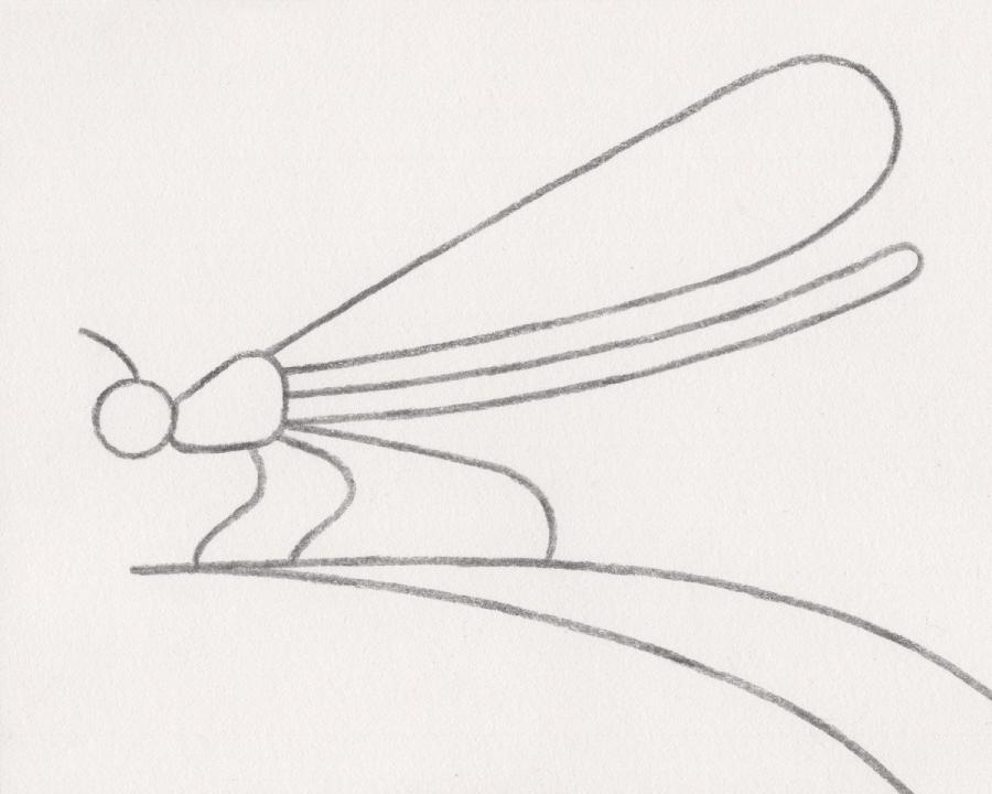 Nature drawings (Personal work)