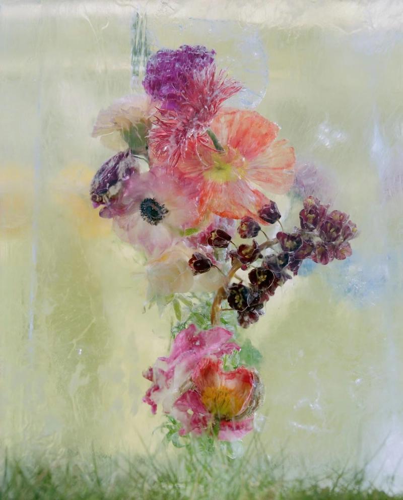 Efterklangs Windflowers
