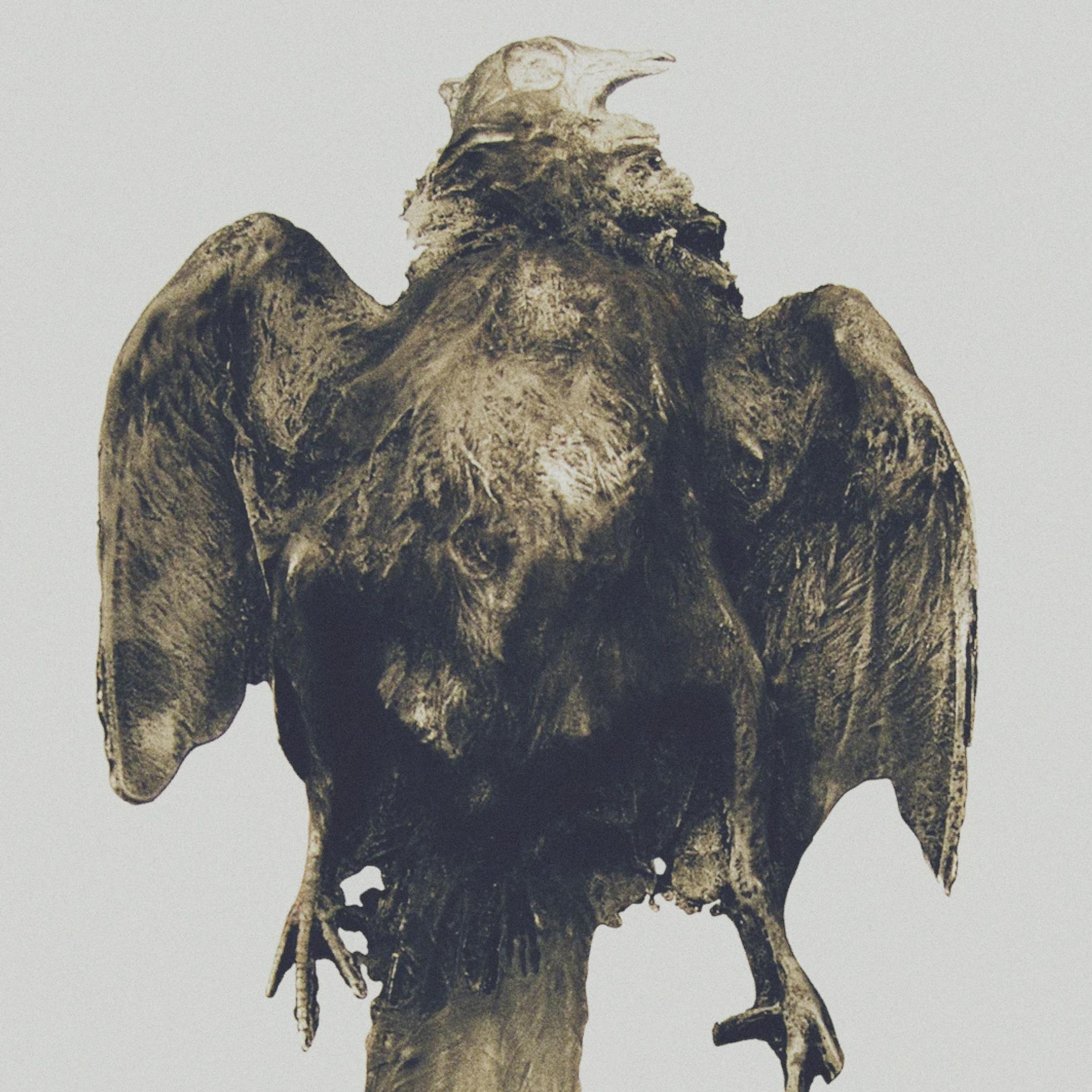 pigeon