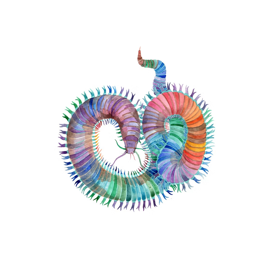 marine worm
