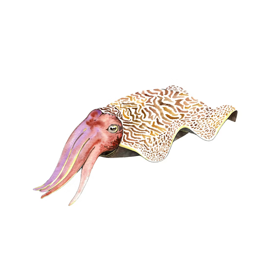 squid