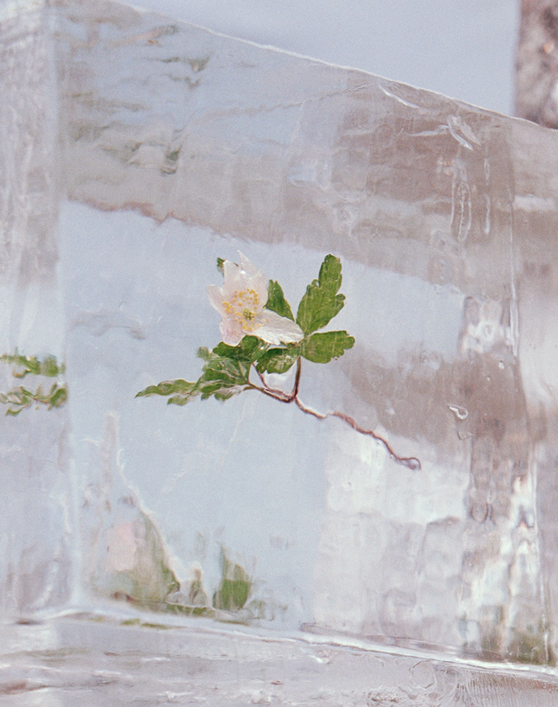 Efterklangs Windflowers