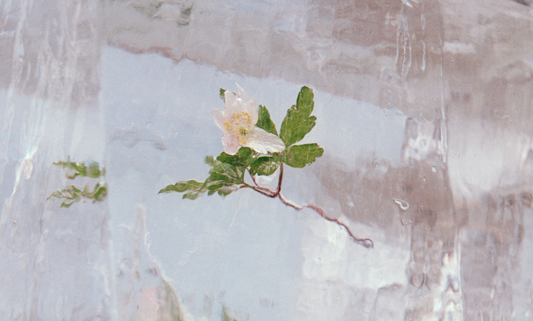 Efterklangs Windflowers